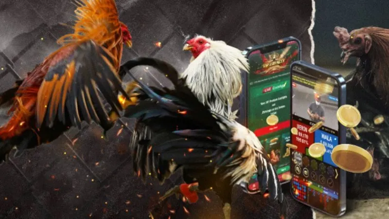 Tổng hợp các mẹo đá gà cựa đỉnh cao từ chuyên gia